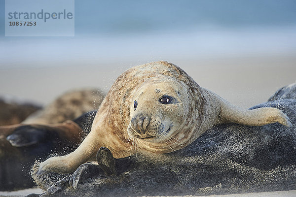 Seehunde  Phoca vitulina  Helgoland  Nordfriesische Inseln  Deutschland  Europa