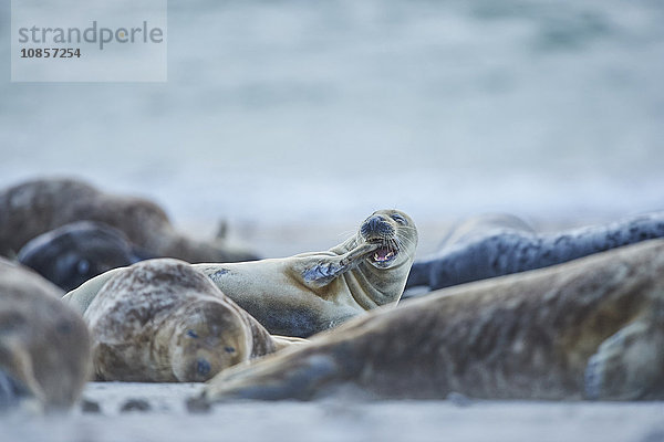 Seehunde  Phoca vitulina  Helgoland  Nordfriesische Inseln  Deutschland  Europa