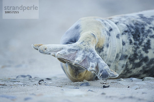 Seehund  Phoca vitulina  Helgoland  Nordfriesische Inseln  Deutschland  Europa