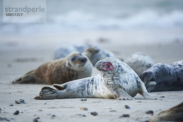 Seehunde  Phoca vitulina  Helgoland  Nordfriesische Inseln  Deutschland  Europa