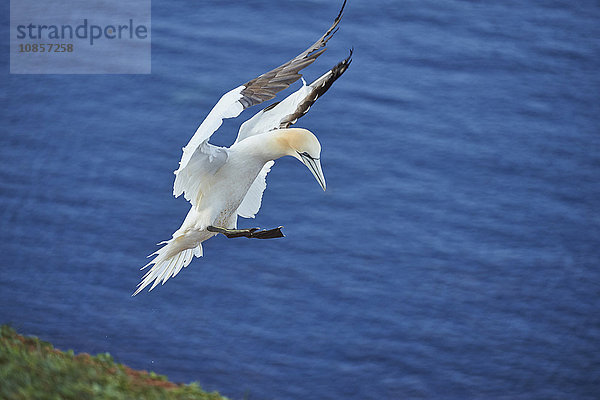 Basstölpel  Morus bassanus  Helgoland  Nordfriesische Inseln  Deutschland  Europa