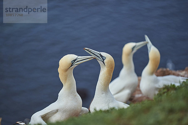 Basstölpel  Morus bassanus  Helgoland  Nordfriesische Inseln  Deutschland  Europa