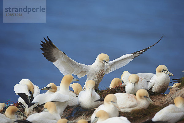 Basstölpel  Morus bassanus  Helgoland  Nordfriesische Inseln  Deutschland  Europa