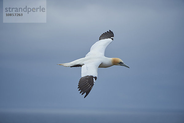 Basstölpel  Morus bassanus  Helgoland  Nordfriesische Inseln  Deutschland  Europa