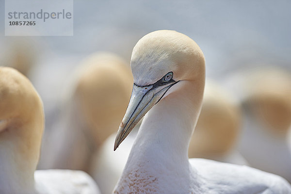 Basstölpel  Morus bassanus  Helgoland  Nordfriesische Inseln  Deutschland  Europa