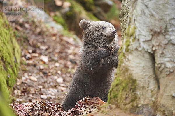 Braunbär  Ursus arctos  Bayerischer Wald  Bayern  Deutschland  Europa