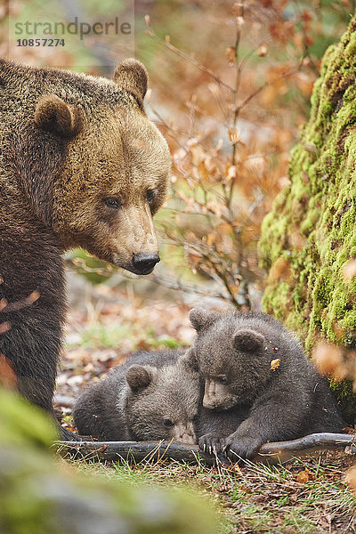 Braunbär  Ursus arctos  Bayerischer Wald  Bayern  Deutschland  Europa