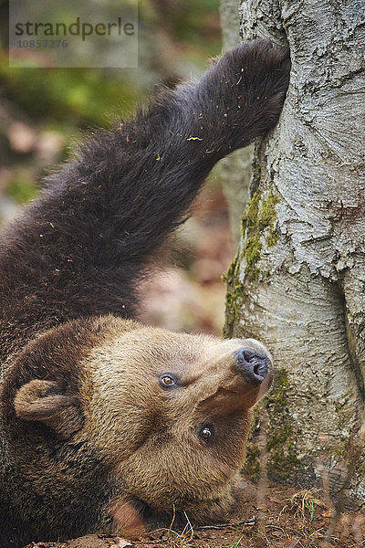 Braunbär  Ursus arctos  Bayerischer Wald  Bayern  Deutschland  Europa