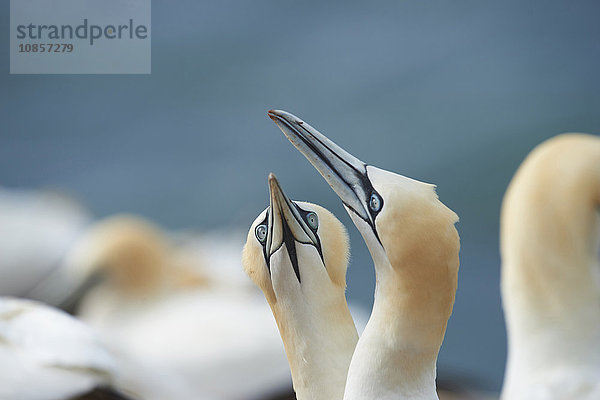 Basstölpel  Morus bassanus  Helgoland  Nordfriesische Inseln  Deutschland  Europa