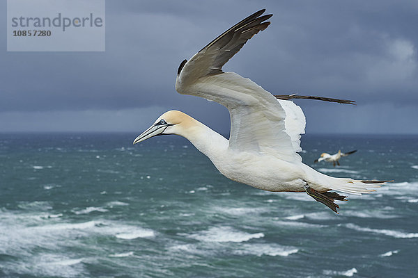 Basstölpel  Morus bassanus  Helgoland  Nordfriesische Inseln  Deutschland  Europa