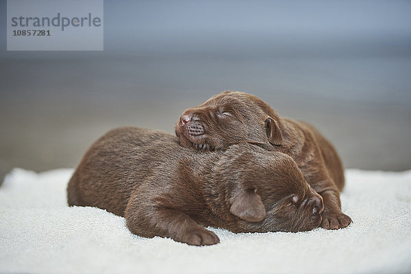 Zwei Labradorwelpen  Bayern  Deutschland  Europa