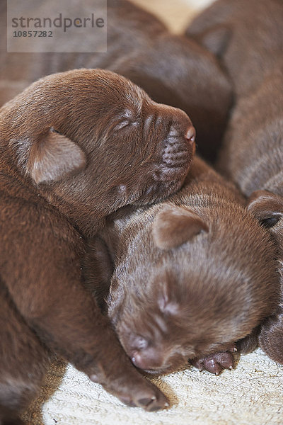 Vier Labradorwelpen  Bayern  Deutschland  Europa