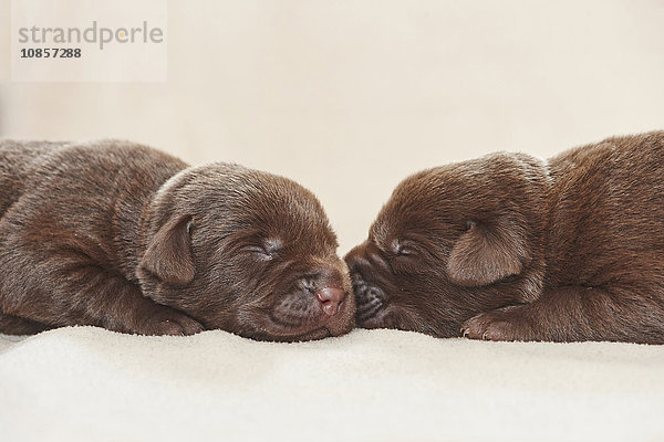 Zwei Labradorwelpen  Bayern  Deutschland  Europa