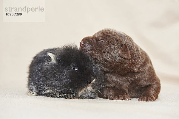 Labradorwelpe und Kaninchen  Bayern  Deutschland  Europa