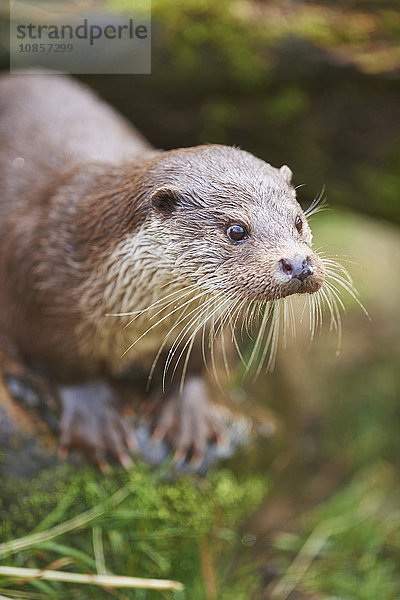 Fischotter  Lutra lutra  Wildpark Schwarze Berge  Niedersachsen  Deutschland  Europa