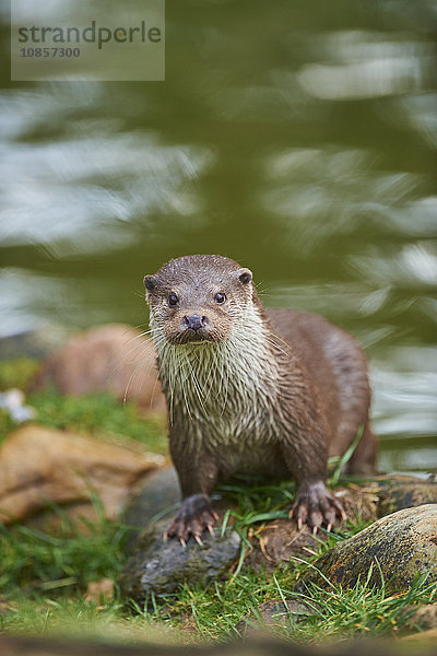 Fischotter  Lutra lutra  Wildpark Schwarze Berge  Niedersachsen  Deutschland  Europa