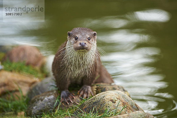 Fischotter  Lutra lutra  Wildpark Schwarze Berge  Niedersachsen  Deutschland  Europa