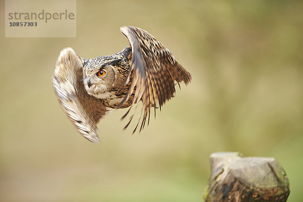 Eule  Bubo bubo  Wildpark Schwarze Berge  Niedersachsen  Deutschland  Europa