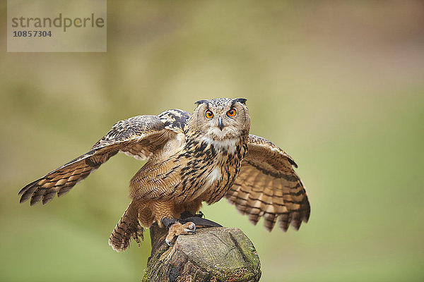 Eule  Bubo bubo  Wildpark Schwarze Berge  Niedersachsen  Deutschland  Europa