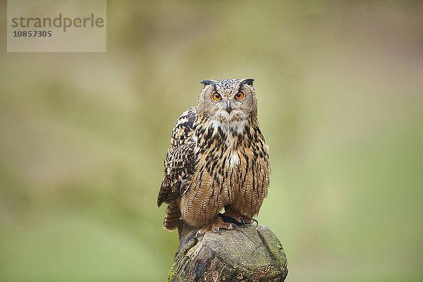 Eule  Bubo bubo  Wildpark Schwarze Berge  Niedersachsen  Deutschland  Europa