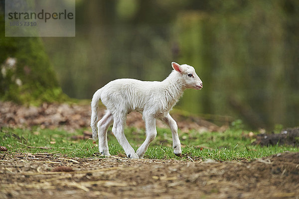 Lamm  Ovis aries  Wildpark Schwarze Berge  Niedersachsen  Deutschland  Europa