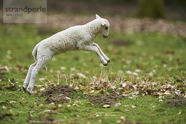 Lamm  Ovis aries  Wildpark Schwarze Berge  Niedersachsen  Deutschland  Europa