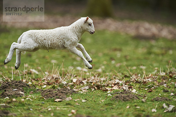 Lamm  Ovis aries  Wildpark Schwarze Berge  Niedersachsen  Deutschland  Europa