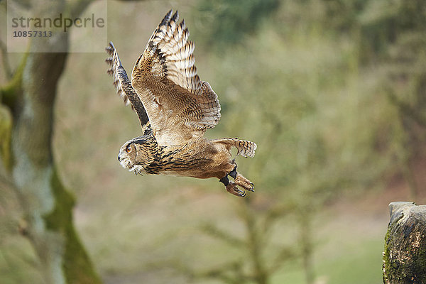 Uhu  Bubo bubo  Wildpark Schwarze Berge  Niedersachsen  Deutschland  Europa