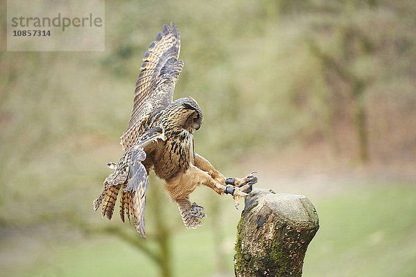 Uhu  Bubo bubo  Wildpark Schwarze Berge  Niedersachsen  Deutschland  Europa