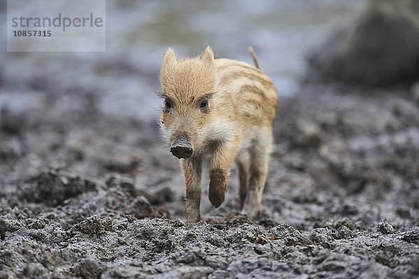 Wildschwein  Sus scrofa  Wildpark Schwarze Berge  Niedersachsen  Deutschland  Europa