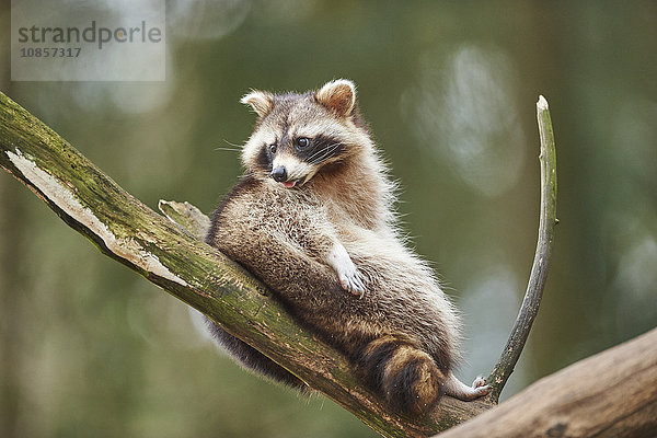 Waschbär  Procyon lotor  Wildpark Schwarze Berge  Niedersachsen  Deutschland  Europa