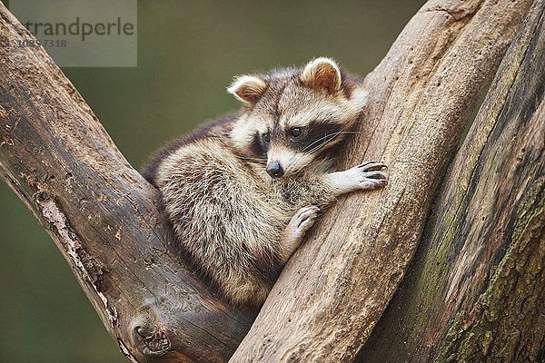 Waschbär  Procyon lotor  Wildpark Schwarze Berge  Niedersachsen  Deutschland  Europa