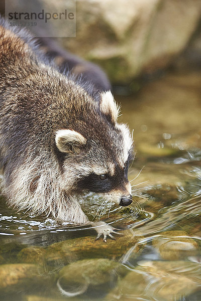 Waschbär  Procyon lotor  Wildpark Schwarze Berge  Niedersachsen  Deutschland  Europa