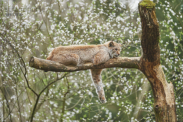 Luchs  Lynx lynx  Wildpark Schwarze Berge  Niedersachsen  Deutschland  Europa