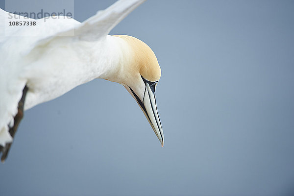 Basstölpel  Morus bassanus  Helgoland  Nordfriesische Inseln  Deutschland  Europa