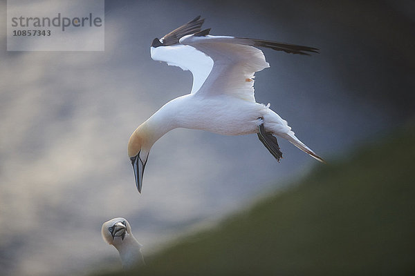 Basstölpel  Morus bassanus  Helgoland  Nordfriesische Inseln  Deutschland  Europa