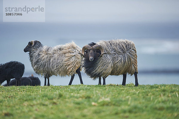 Heidschnucken  Ovis orientalis  Helgoland  Nordfriesische Inseln  Deutschland  Europa