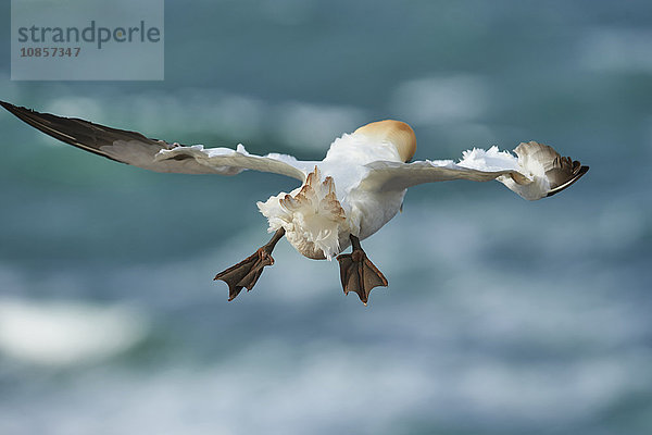 Basstölpel  Morus bassanus  Helgoland  Nordfriesische Inseln  Deutschland  Europa