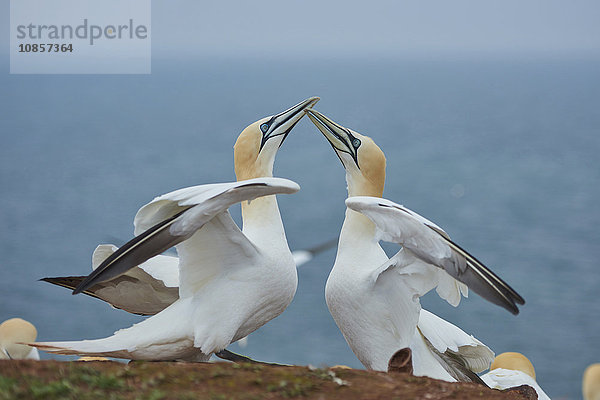 Zwei Basstölpel  Morus bassanus  Helgoland  Nordfriesische Inseln  Deutschland  Europa