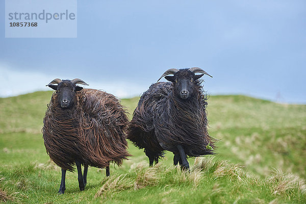 Zwei Heidschnucken  Ovis orientalis  Helgoland  Nordfriesische Inseln  Deutschland  Europa