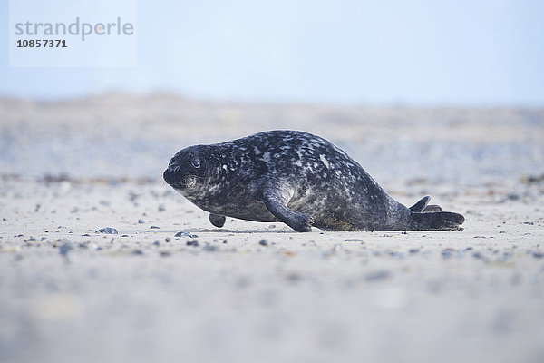 Seehunde  Phoca vitulina  Helgoland  Nordfriesische Inseln  Deutschland  Europa