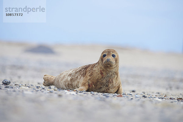 Seehunde  Phoca vitulina  Helgoland  Nordfriesische Inseln  Deutschland  Europa