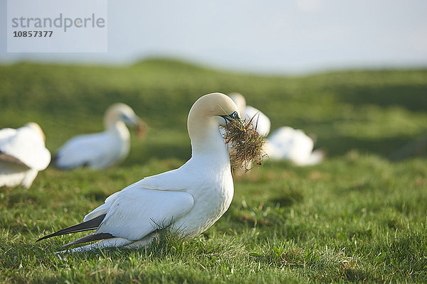 Basstölpel  Morus bassanus  Helgoland  Nordfriesische Inseln  Deutschland  Europa