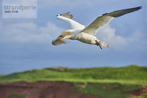 Basstölpel  Morus bassanus  Helgoland  Nordfriesische Inseln  Deutschland  Europa