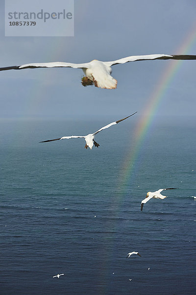 Basstölpel  Morus bassanus  Helgoland  Nordfriesische Inseln  Deutschland  Europa