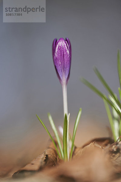 Krokus  Oberpfalz  Bayern  Deutschland  Europa