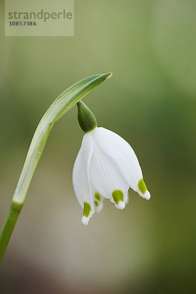 Großes Schneeglöckchen  Leucojum vernum  Oberpfalz  Bayern  Deutschland  Europa