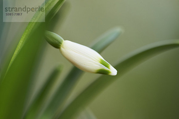 Großes Schneeglöckchen  Leucojum vernum  Oberpfalz  Bayern  Deutschland  Europa