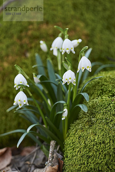 Großes Schneeglöckchen  Leucojum vernum  Oberpfalz  Bayern  Deutschland  Europa