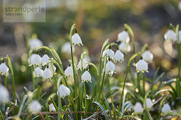 Großes Schneeglöckchen  Leucojum vernum  Oberpfalz  Bayern  Deutschland  Europa